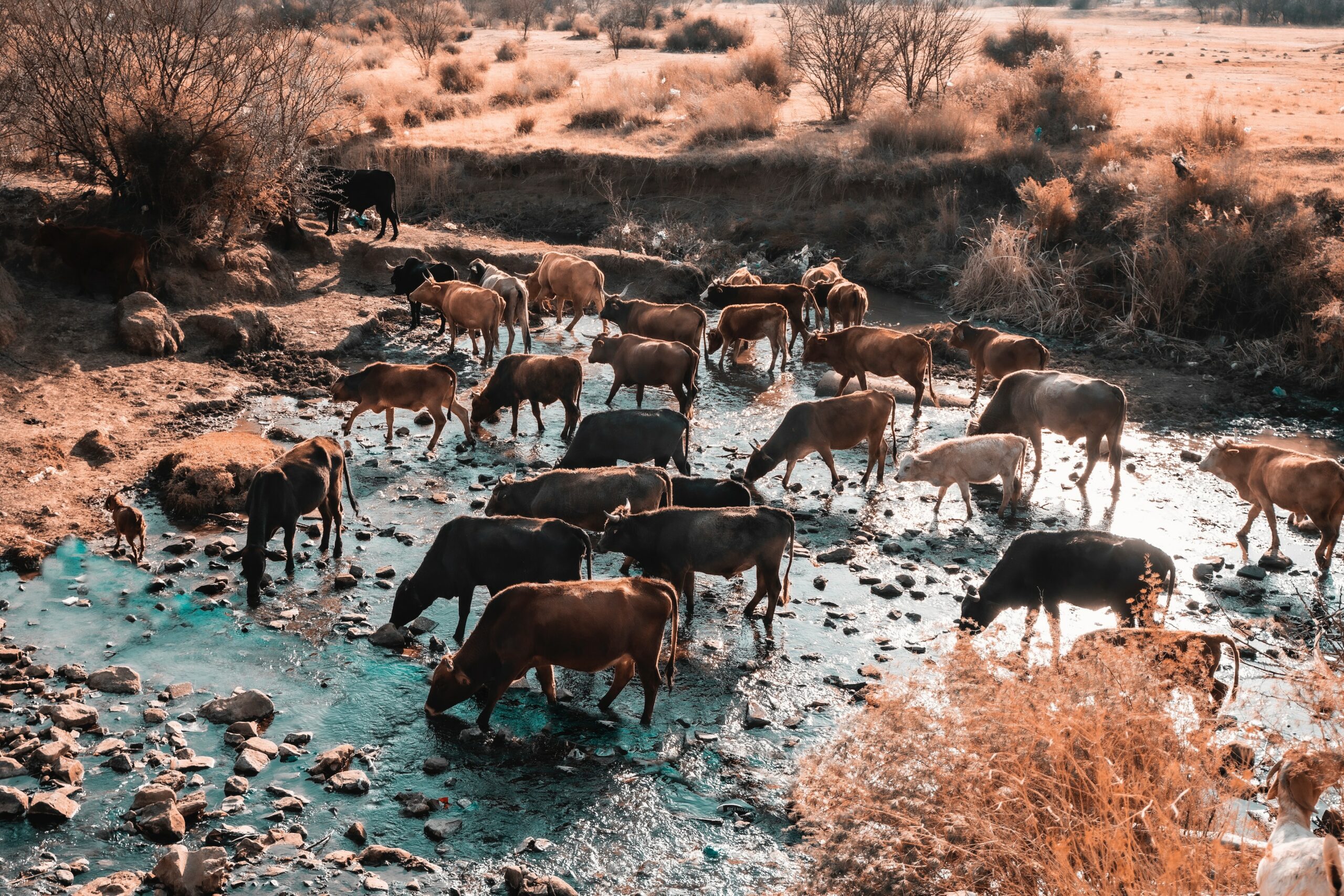 Animals
