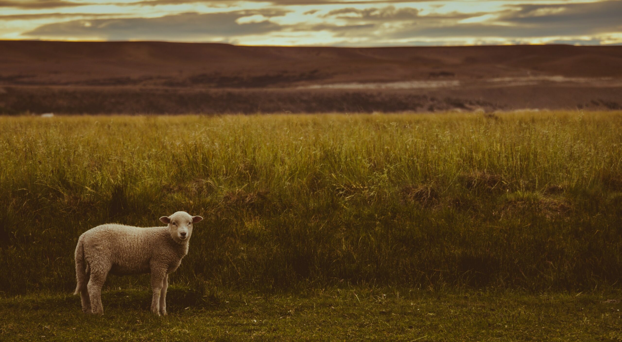 The Lamb of God, (Part 2)