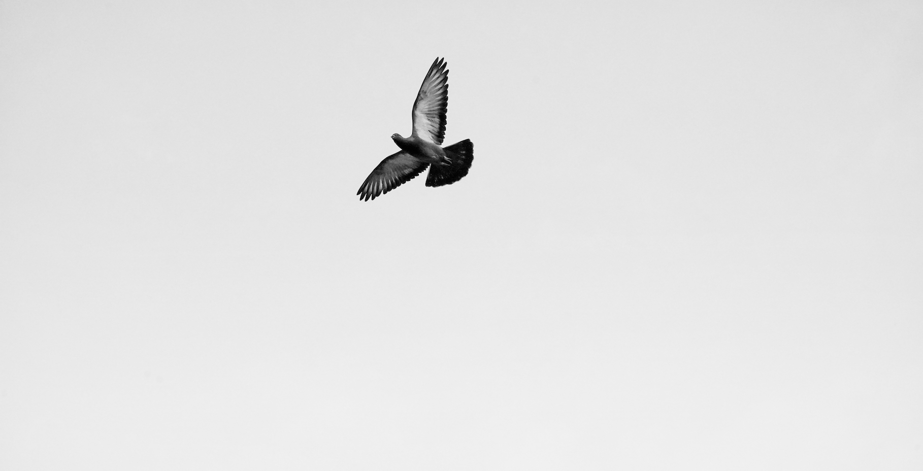 Like a Dove