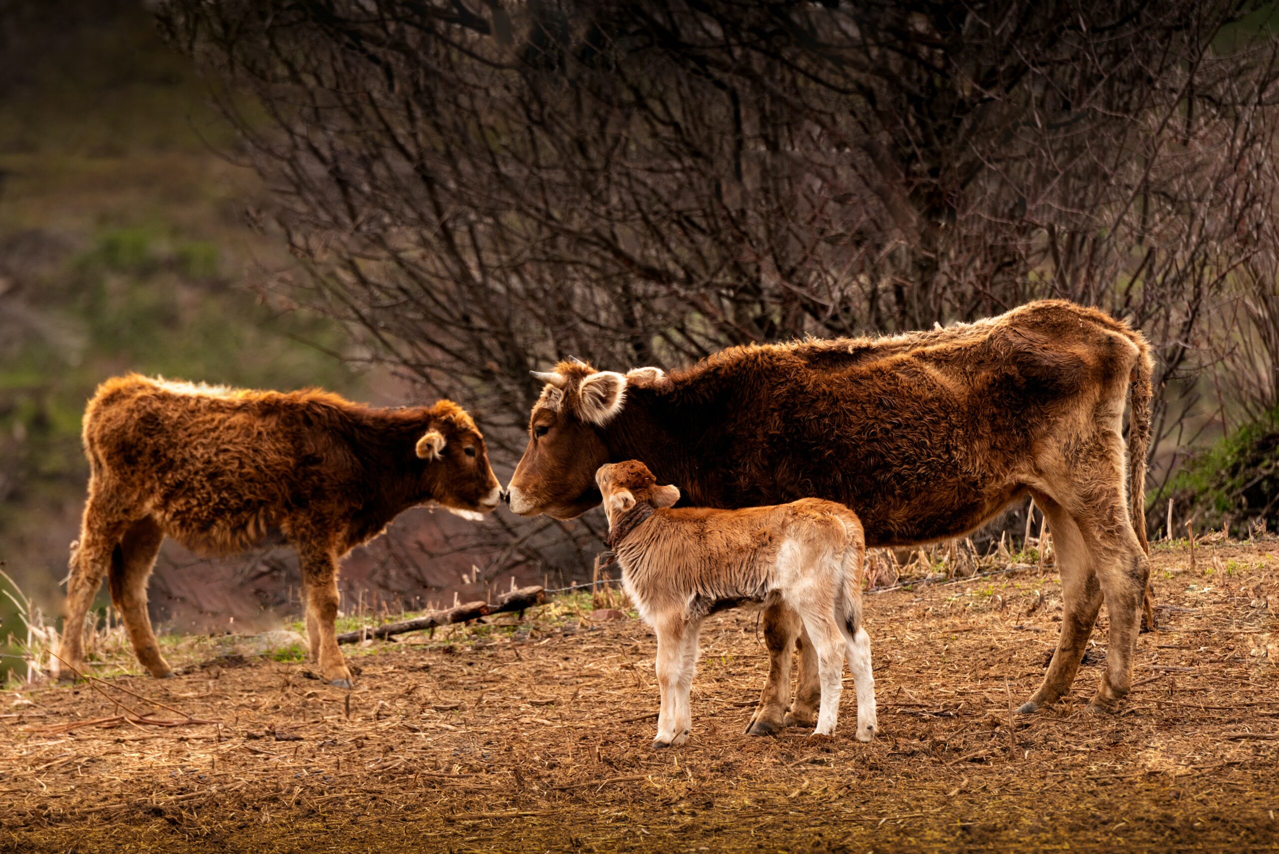 The Calf of the Purification Offering