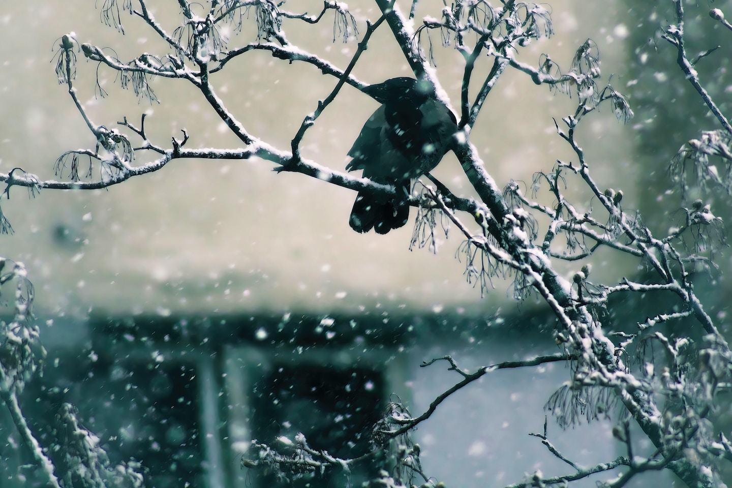 Dust of Snow