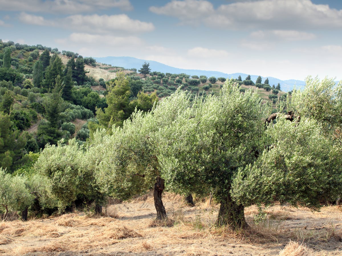 The Meaning of the Mount of Olives