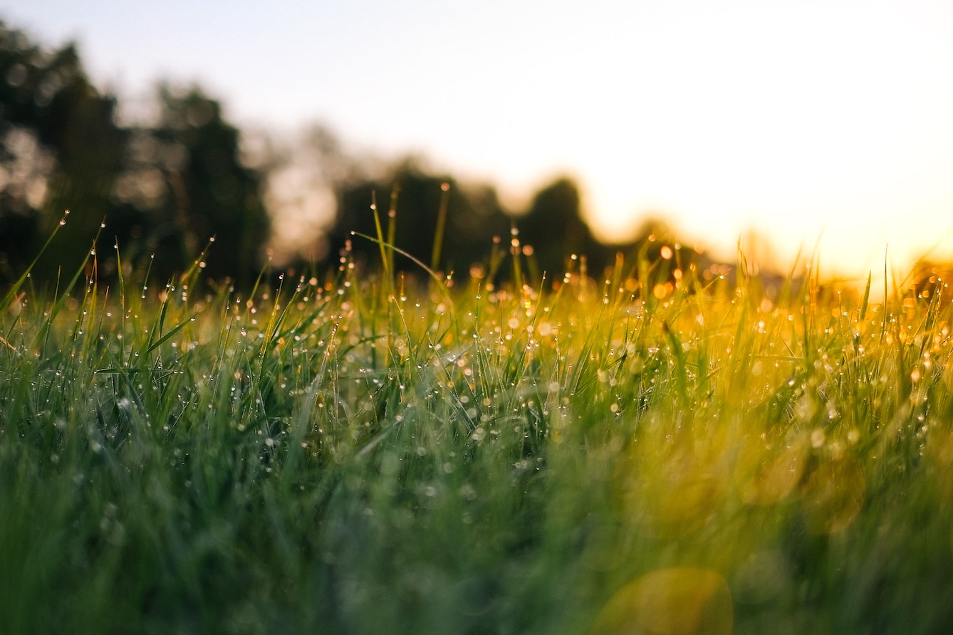 The Dew of Heaven