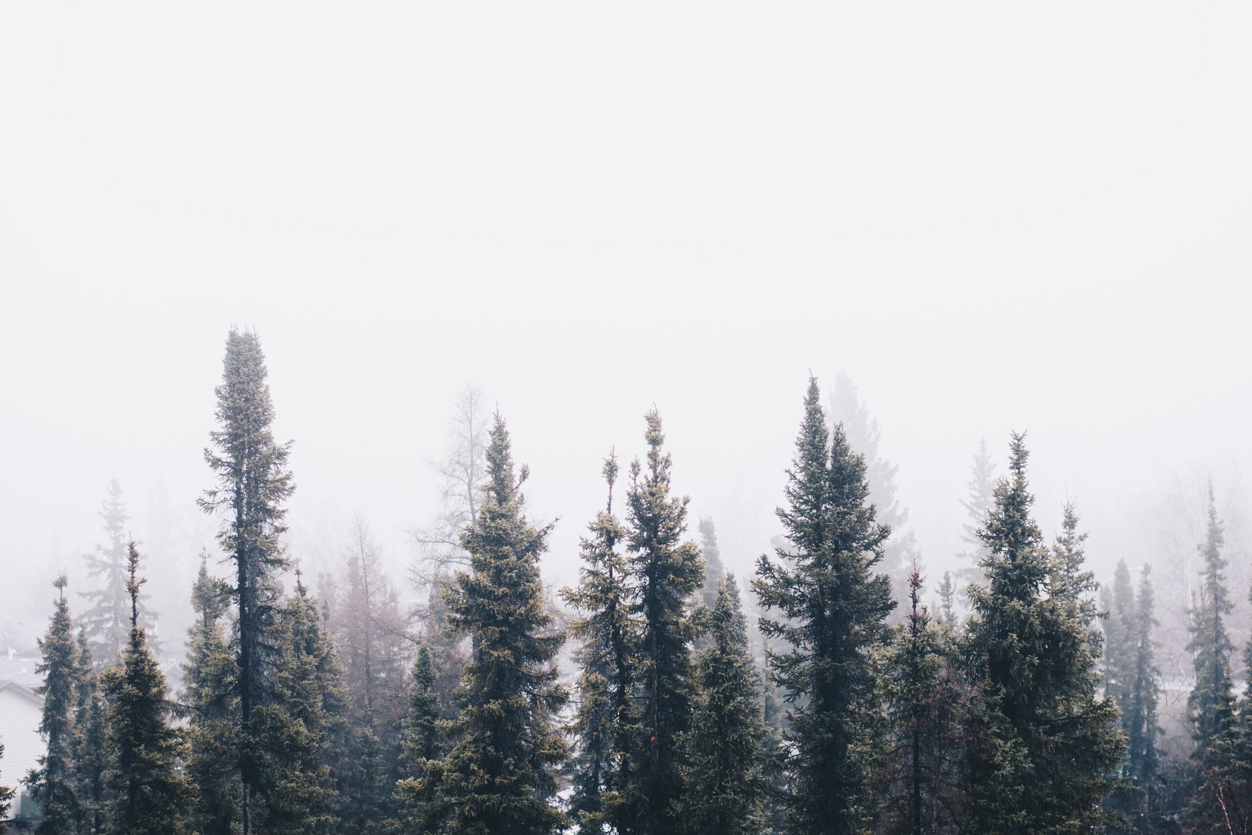 Arboreal theology: Trees in Colossians